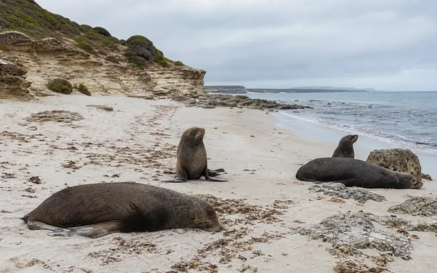 Wild Australian sea lions resting on a remote Kangaroo Island beach