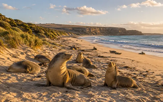 Sea lions on a Kangaroo Island beach
