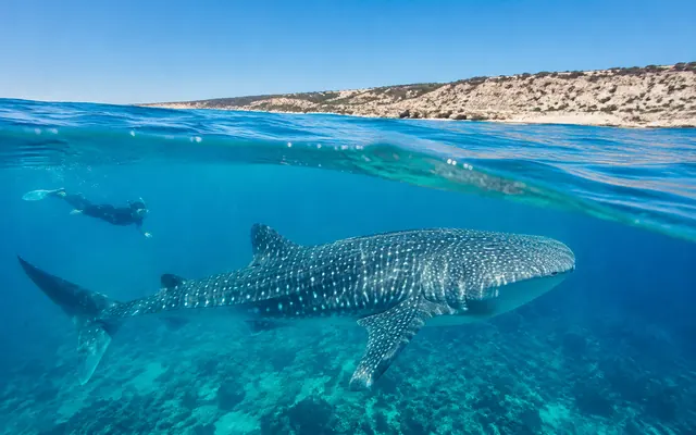 Snorkeler beside a whale shark off Ningaloo Reef
