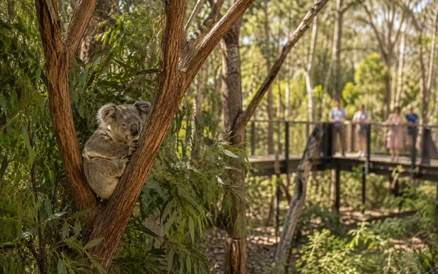 Koala habitat scene in Brisbane sanctuary