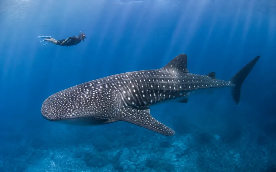 Whale shark swimming near a snorkeller at Ningaloo Reef